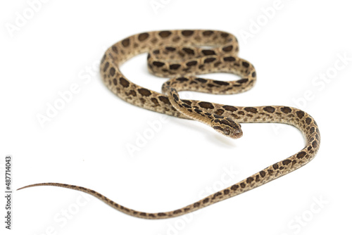 The many-spotted cat snake Boiga multomaculata isolated on white background
