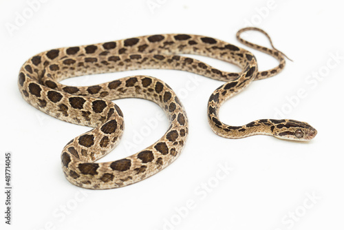 The many-spotted cat snake Boiga multomaculata isolated on white background
 photo