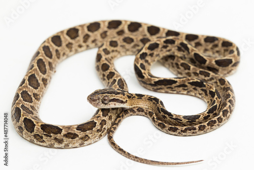 The many-spotted cat snake Boiga multomaculata isolated on white background 