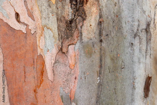 close up of eucalyptus tree trunk