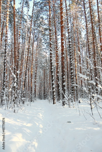 Winter frosty forest. There is a lot of snow and trees in the snow.