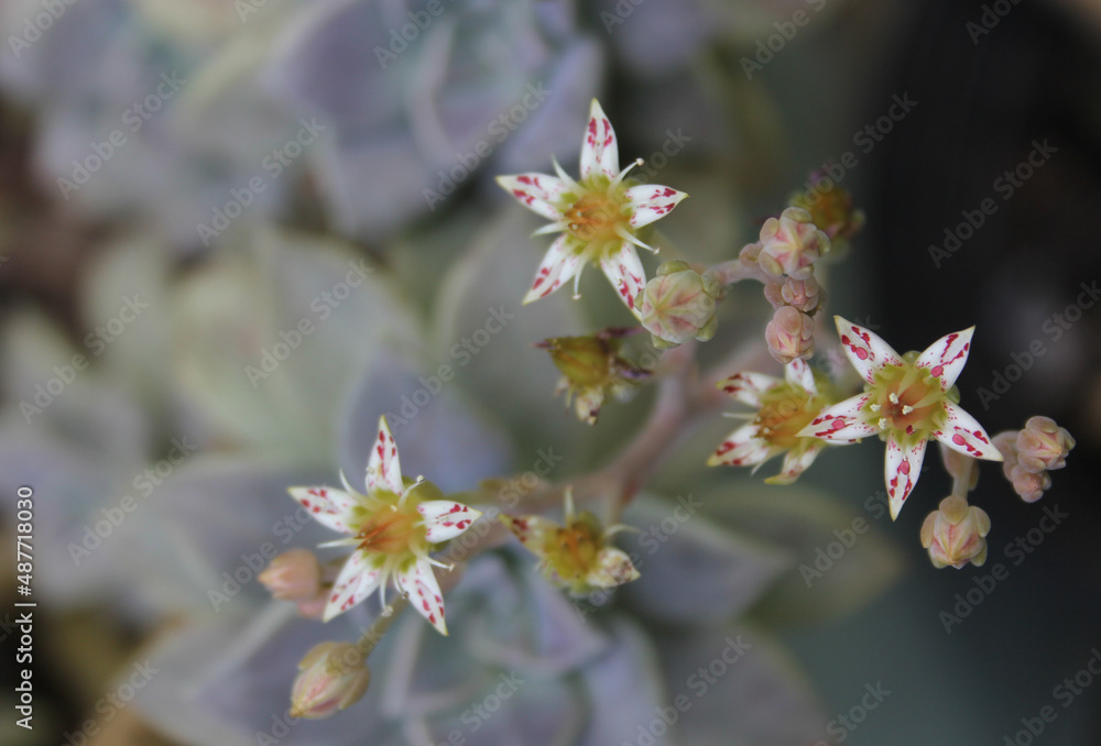 Hen and Chicks Houseplant Close up outdoors Hen and Chicks Houseplant Close up outdoors