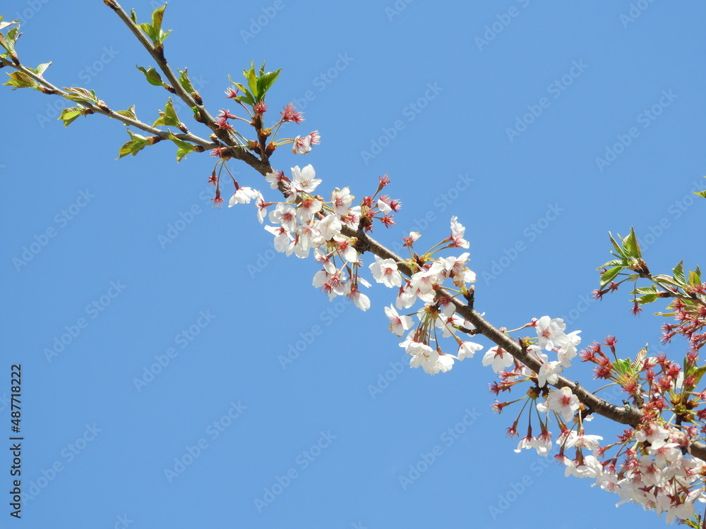 日本の花・桜