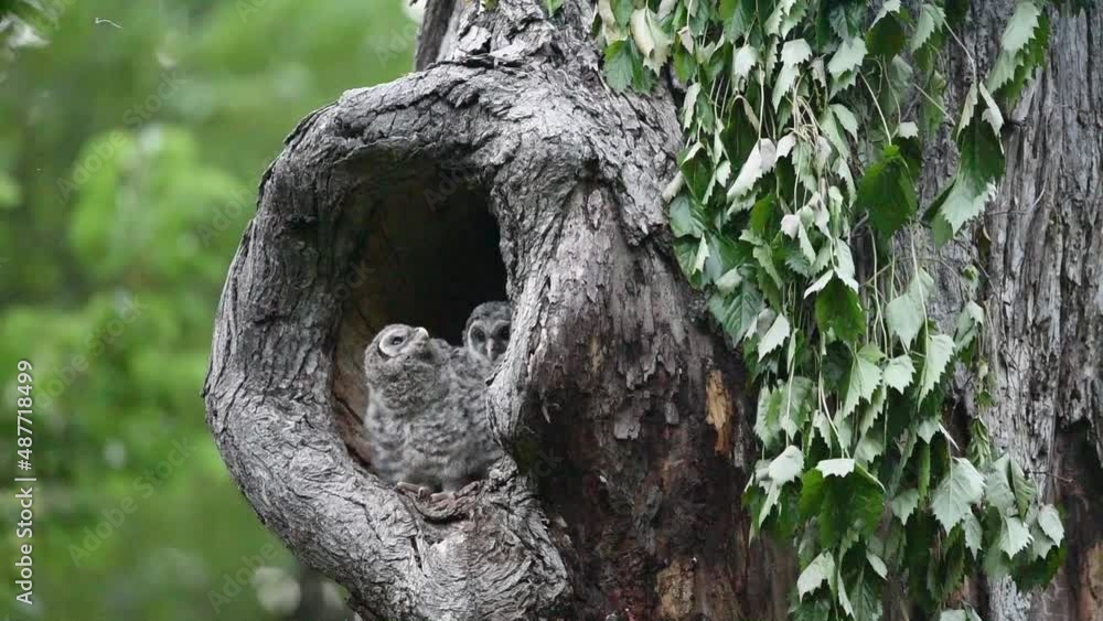 Baby Barred Owl waiting for its mama to come and feed! Baby Barred Owl waiting for its mama to come and feed!