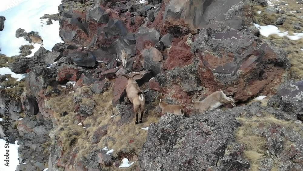 Caucasus, Mount Elbrus region. Mountain goats on a rocky slope. Caucasus, Mount Elbrus region. Mountain goats on a rocky slope.