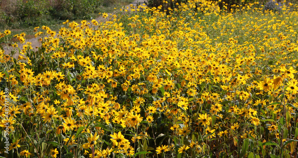 Obraz premium field of sunflowers