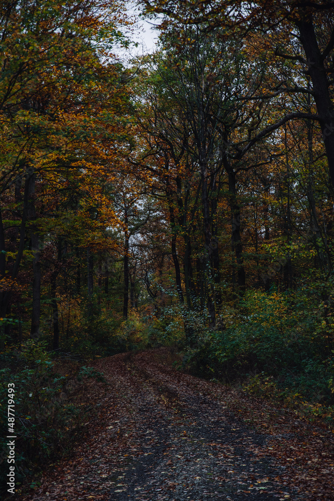 Path in autumn forest. Lonely hiking path in the forest in autumn. 
