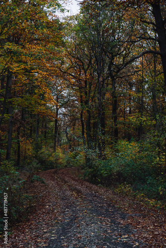 Path in autumn forest. Lonely hiking path in the forest in autumn.  © Clara