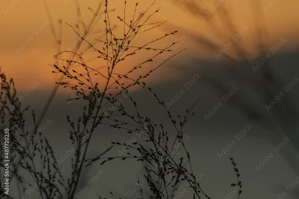 Fototapeta premium Blur background plants and golden sky background