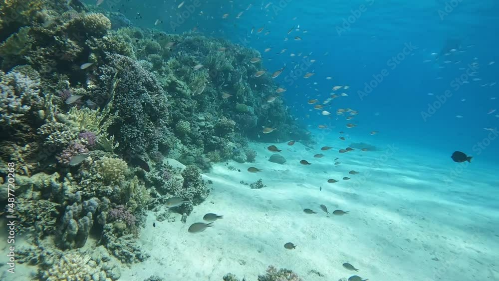 Small group of fish swimming to the coral. Shot was taken at Egypt Marsa Alam near Abu Dabbab beach Small group of fish swimming to the coral. Shot was taken at Egypt Marsa Alam near Abu Dabbab beach