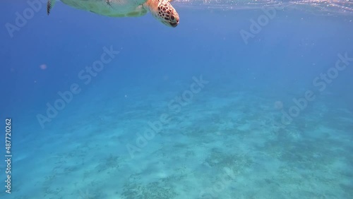 Sea turtle in natural habit swimming on the sea surface and after few seconds turtle dive to the bottom. Shot was taken at Egypt Marsa Alam close to the Abu Dabbab beach, photo