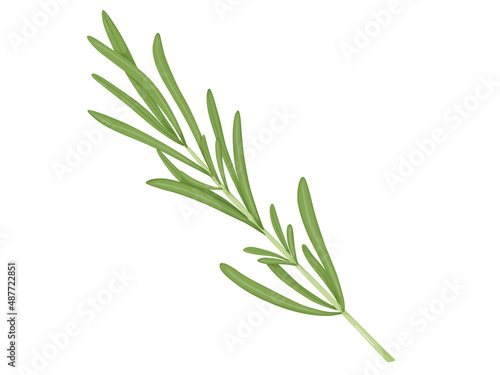 Rosemary. Illustration leaves spice. Aromatic herbs for aromatization and decoration.