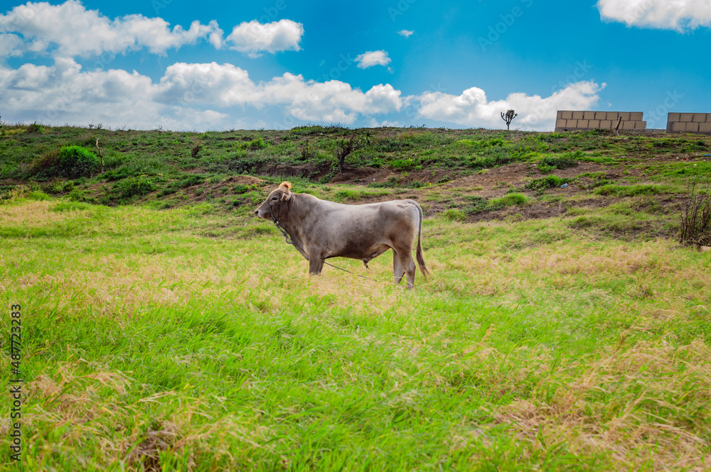 A cow eating grass on the fresh field, a calf eating grass on a green hill, cow grazing on a hill on a sunny day A cow eating grass on the fresh field, a calf eating grass on a green hill, cow grazing on a hill on a sunny day