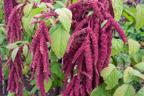 amaranth, amaranth flowers, garden flowers, background, texture, place for text photo