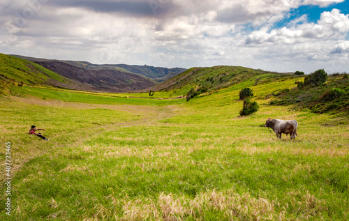 A guy herding a cow eating grass on the fresh field, a calf eating grass on a green hill, cow grazing on a hill