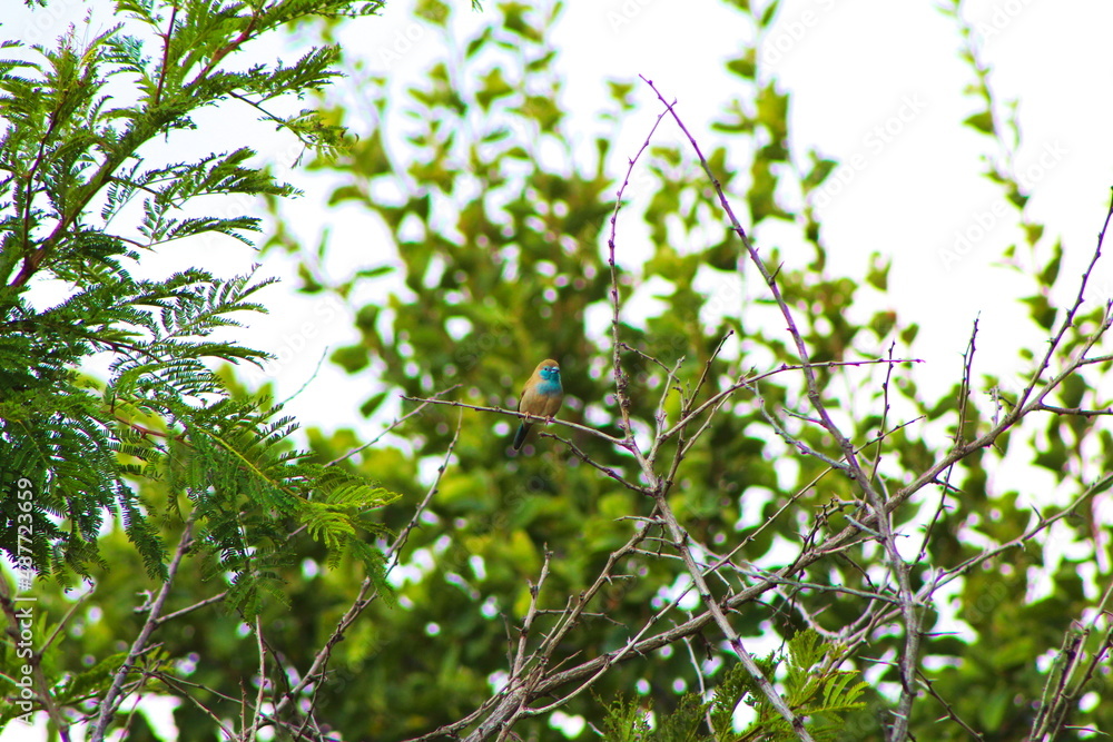 blue waxbill on a branch