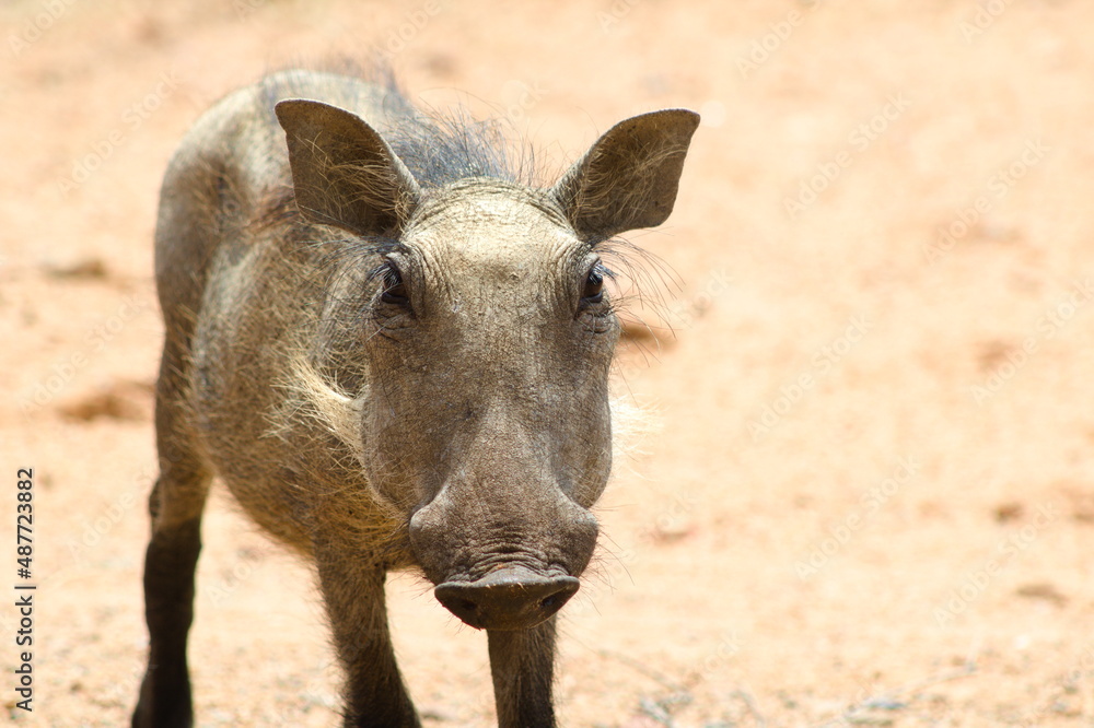 Fototapeta premium Baby Warthog