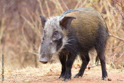Bushpig in the wild