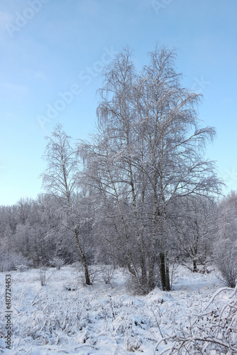 Winter, forest landscape.