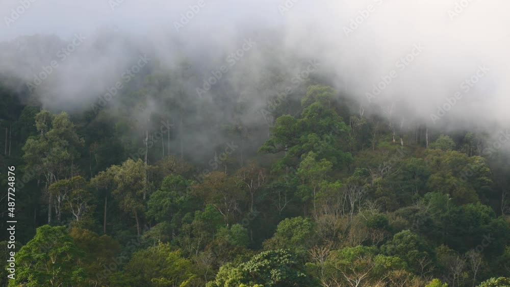 Misty fog blowing over tree in the rainforest. Misty fog blowing over tree in the rainforest.