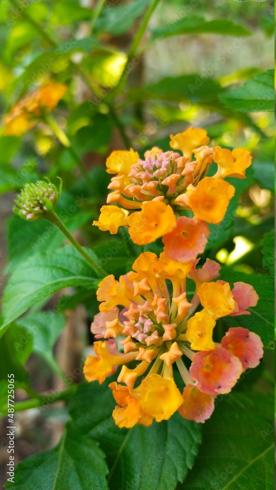 orange flower in the garden orange flower in the garden