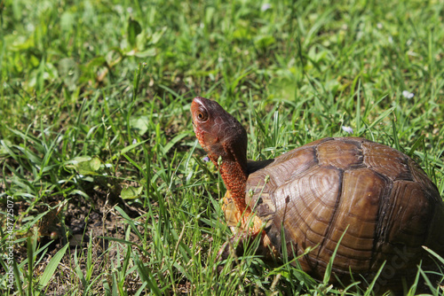 Box Turtle Roaming Through Yard in Eastern Texas © LMPark Photos