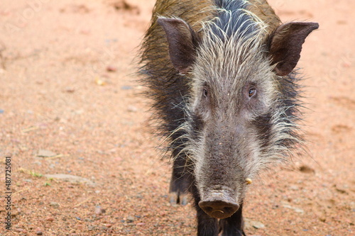 Bush pig 