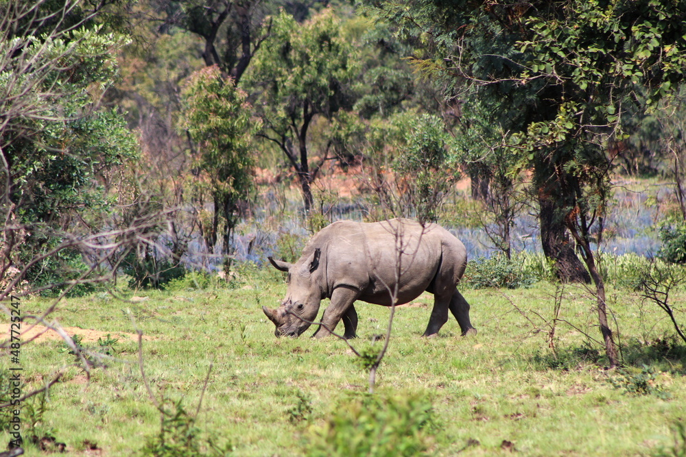 Fototapeta premium rhino in the wild
