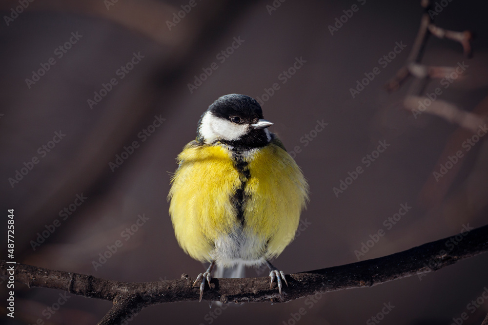 Fototapeta premium A big tit is sitting on a branch