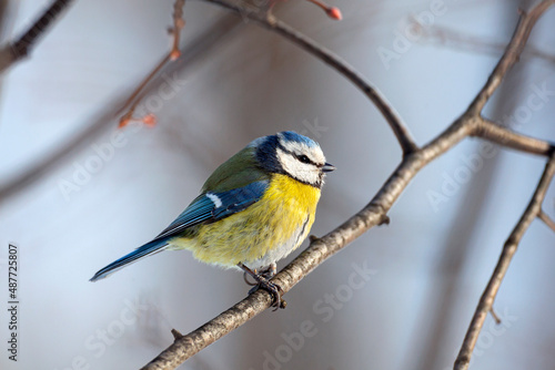 The Eurasian blue tit (Cyanistes caeruleus)is a small passerine bird in the tit family, Paridae. It is easily recognisable by its blue and yellow plumage and small size.