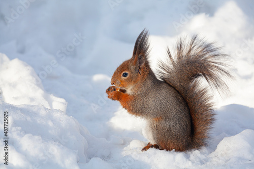 Squirrel collects nuts in the snow. © Andrey