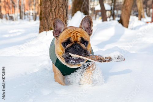 A French bulldog is playing in the snow.