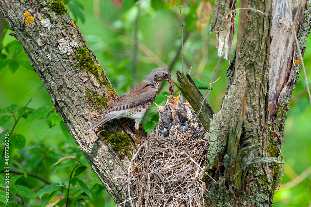 The mountain ash thrush feeds the chicks with worms. The mountain ash thrush feeds the chicks with worms.