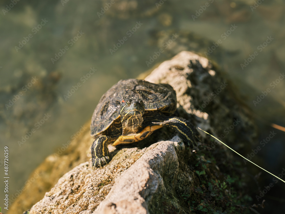cute turtle in a lake