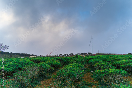 Misty view with wind power on tea hill at Cau Dat, Dalat, Vietnam, morning scenery on the hillside of tea planted in the misty highlands below the beautiful valley.