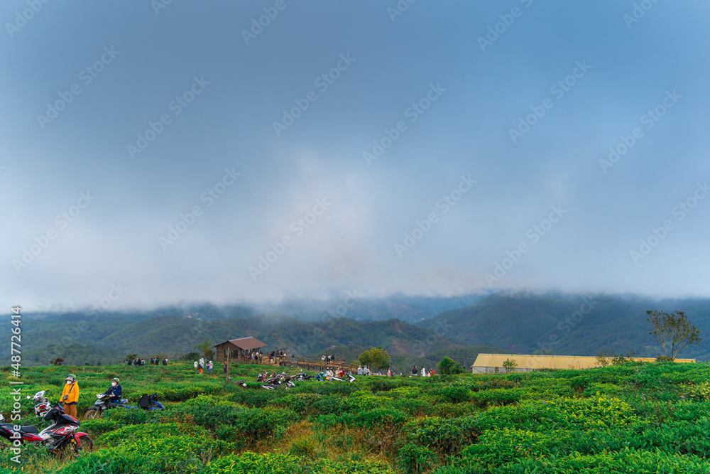 Misty view on tea hill at Cau Dat, Dalat, Vietnam, morning scenery on the hillside of tea planted in the misty highlands below the beautiful valley.