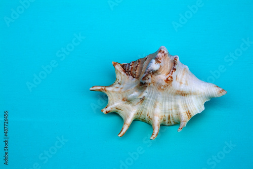 seashells, seashells on the background, background, place for text