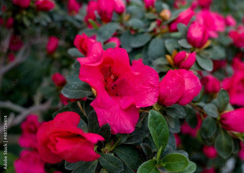 red azalea bush red azalea bush