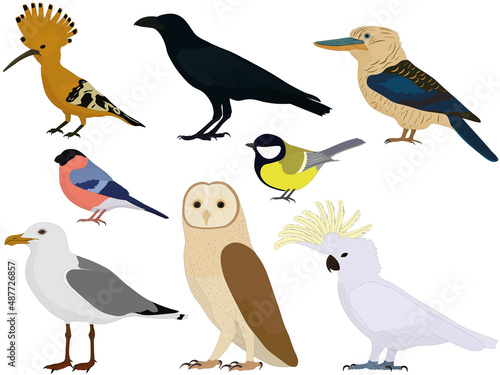 Birds types collection vector illustration