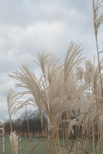 Pampas grass on the lake, reed layer, reed seeds. Golden reeds on the lake sway in the wind against the blue sky. Abstract natural background. 