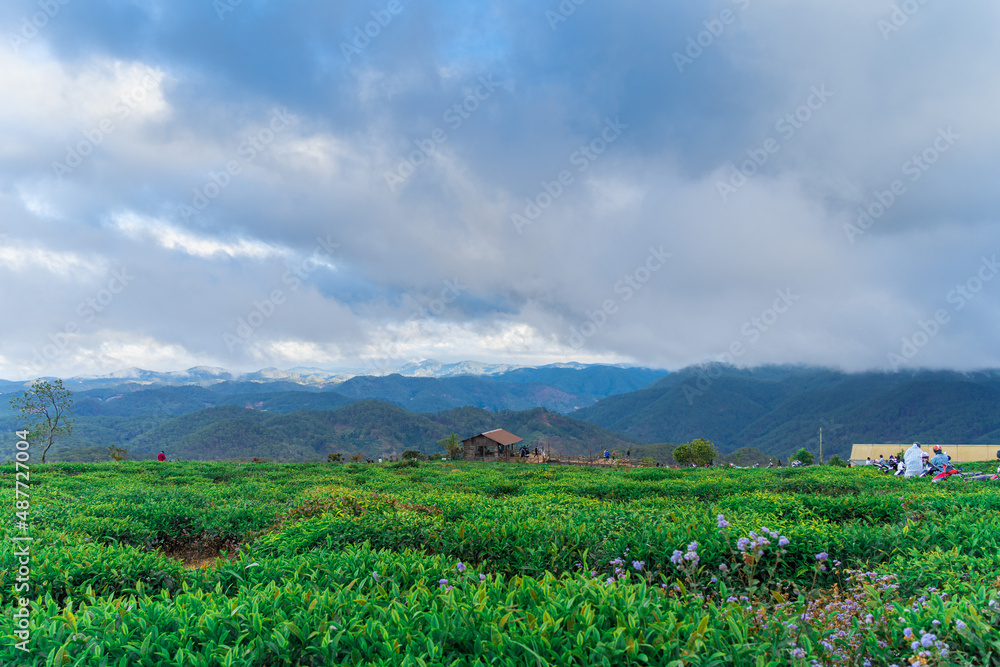 Misty view on tea hill at Cau Dat, Dalat, Vietnam, morning scenery on the hillside of tea planted in the misty highlands below the beautiful valley.