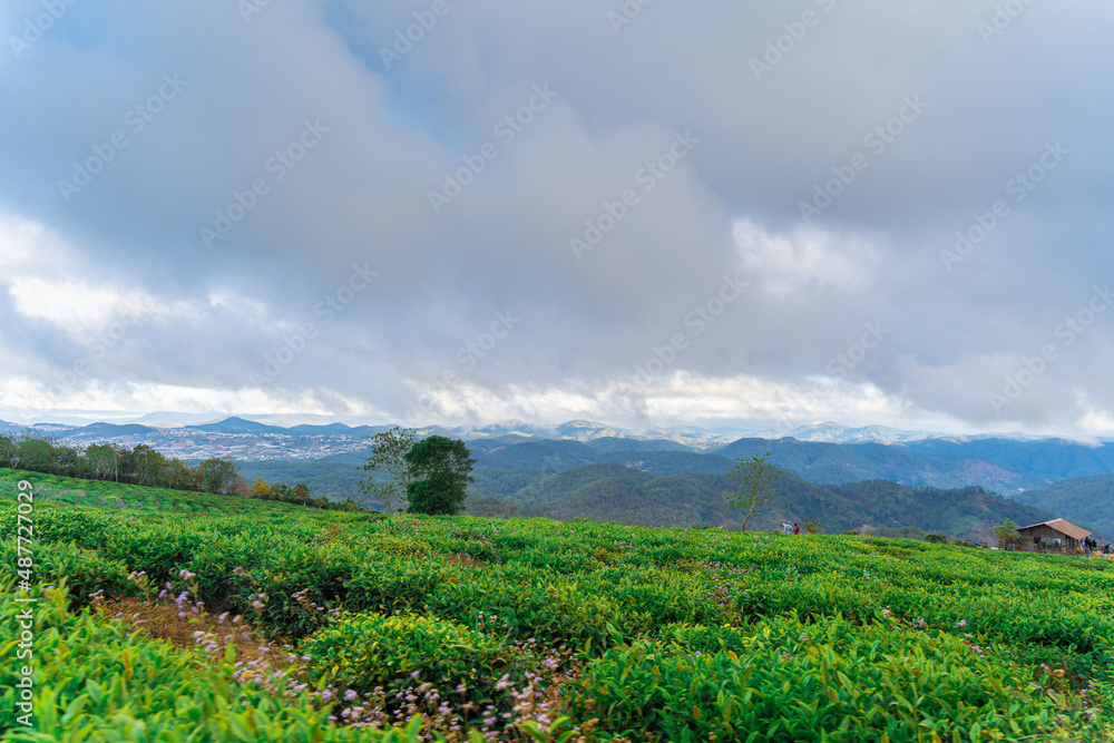 Misty view on tea hill at Cau Dat, Dalat, Vietnam, morning scenery on the hillside of tea planted in the misty highlands below the beautiful valley. Misty view on tea hill at Cau Dat, Dalat, Vietnam, morning scenery on the hillside of tea planted in the misty highlands below the beautiful valley.
