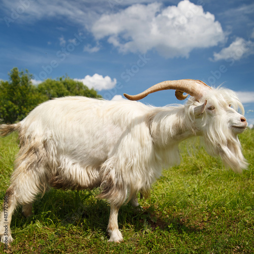 White goat in the field on a clear sunny day.