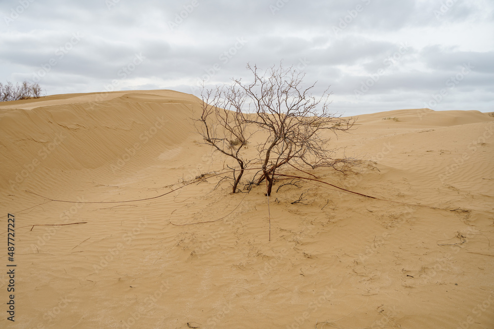 trees in sands