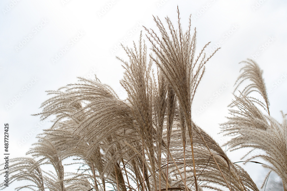 Pampas grass on the lake, reed layer, reed seeds. Golden reeds on the lake sway in the wind against the blue sky. Abstract natural background.	 - obrazy, fototapety, plakaty 