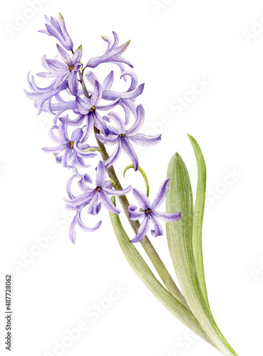 Purple spring flower hyacinth. Watercolor illustration of a delicate bright hyacinth flower with leaves.