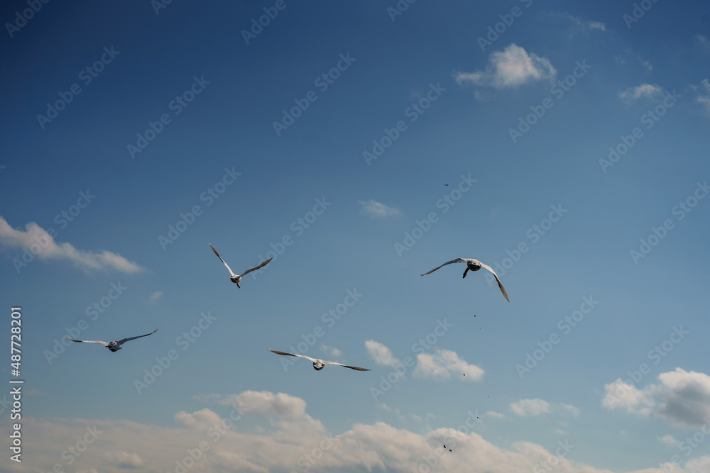 Fototapeta premium birds on river