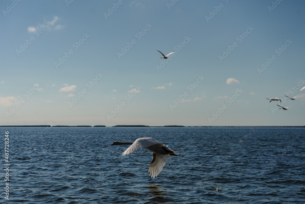 Naklejka premium birds