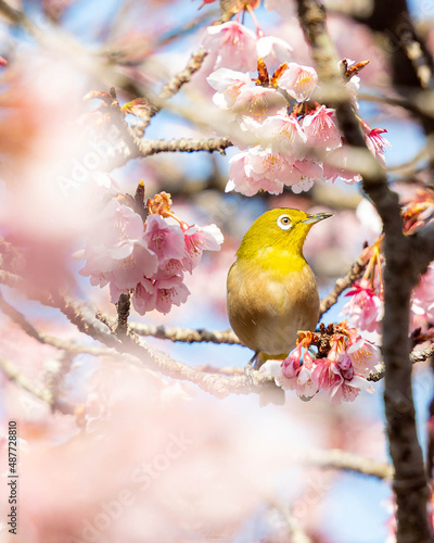 春を告げる