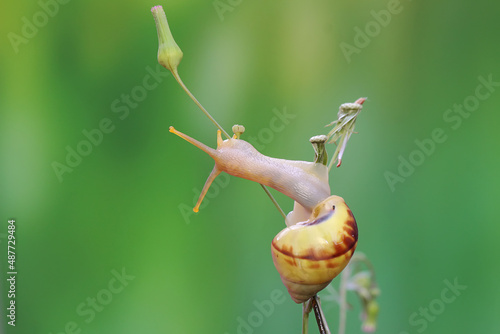 A little snail is foraging on a wild flower. This mollusk has the scientific name Limicolaria sp.  photo